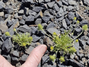 Burr Buttercup 2 Noxious Weed