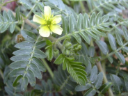 Puncture Vine Noxious Weed