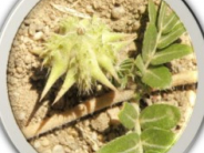 Puncture Vine Burr Close Up Noxious Weed