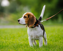 Dog on a leash