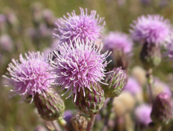 Noxious Weeds