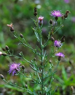 Knapweed, one of many noxious weeds found in Deschutes County