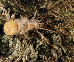 Picture of a dead Christmas tree