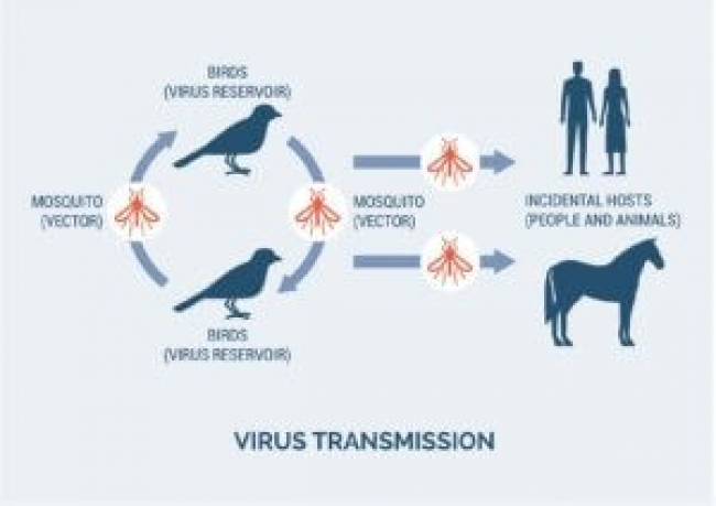 West Nile Virus West Nile Virus
